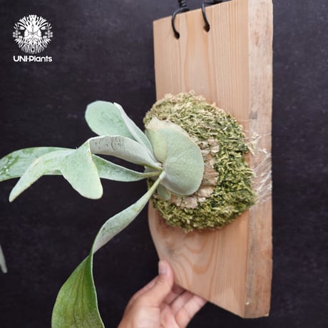 Patycerium veitchii wild ビカクシダ ベイチー ワイルド コウモリラン ビカクシダ原種 シダ植物 ビカクシダ板付け ビカクシダビーチ