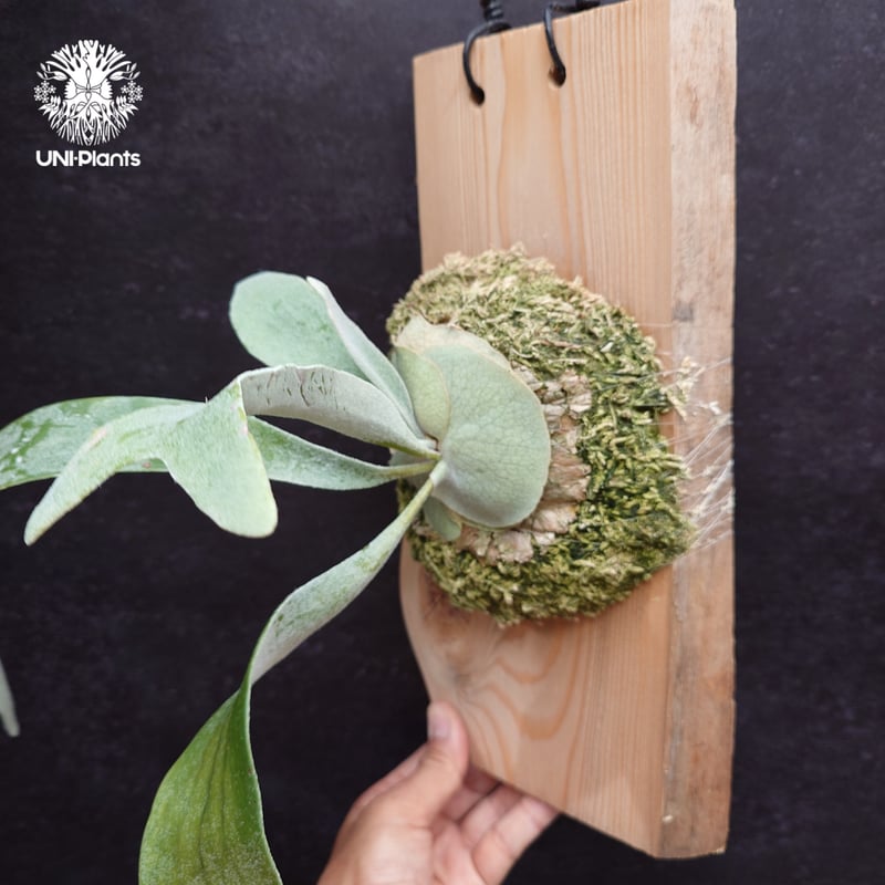 Patycerium veitchii wild ビカクシダ ベイチー ワイルド コウモリラン