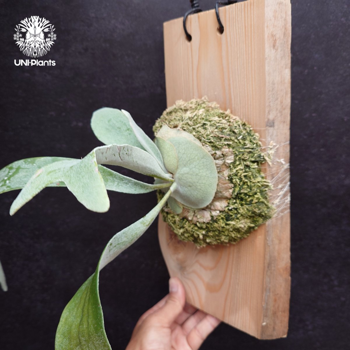 Patycerium veitchii wild ビカクシダ ベイチー ワイルド コウモリラン