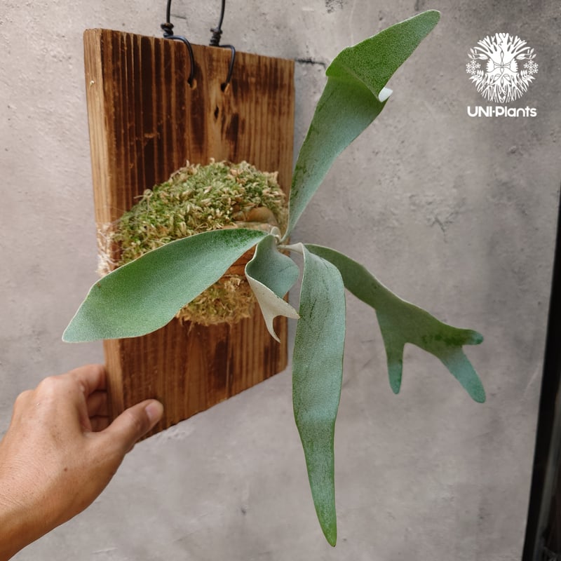 Patycerium veitchii wild（pup）ビカクシダ ベイチー ワイルド ビカ