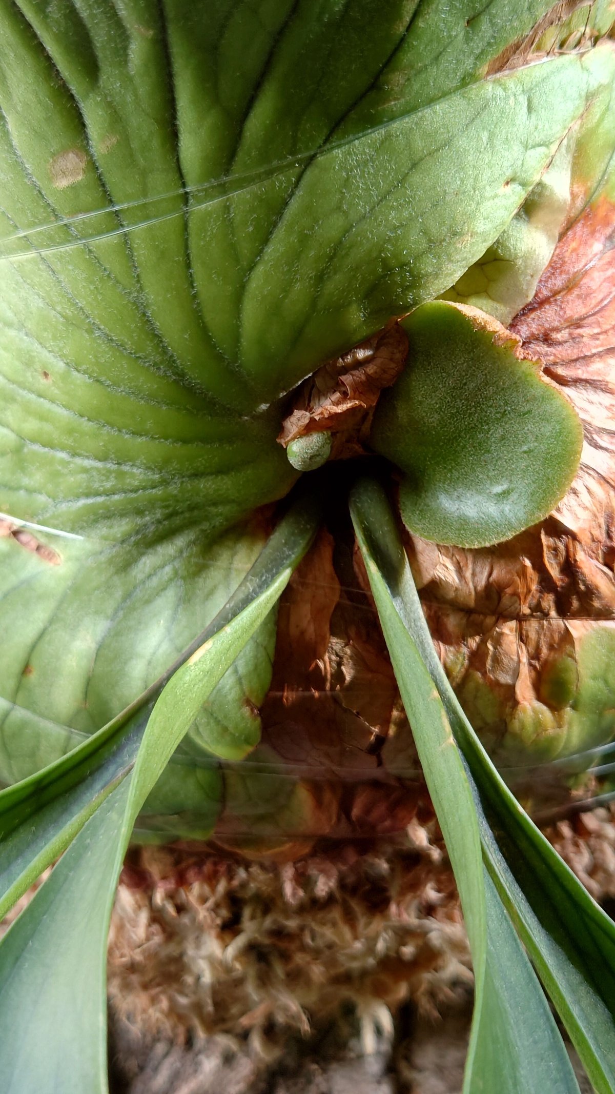 希少!ビカクシダ コロナリウム Platycerium coronarium コウモリ...