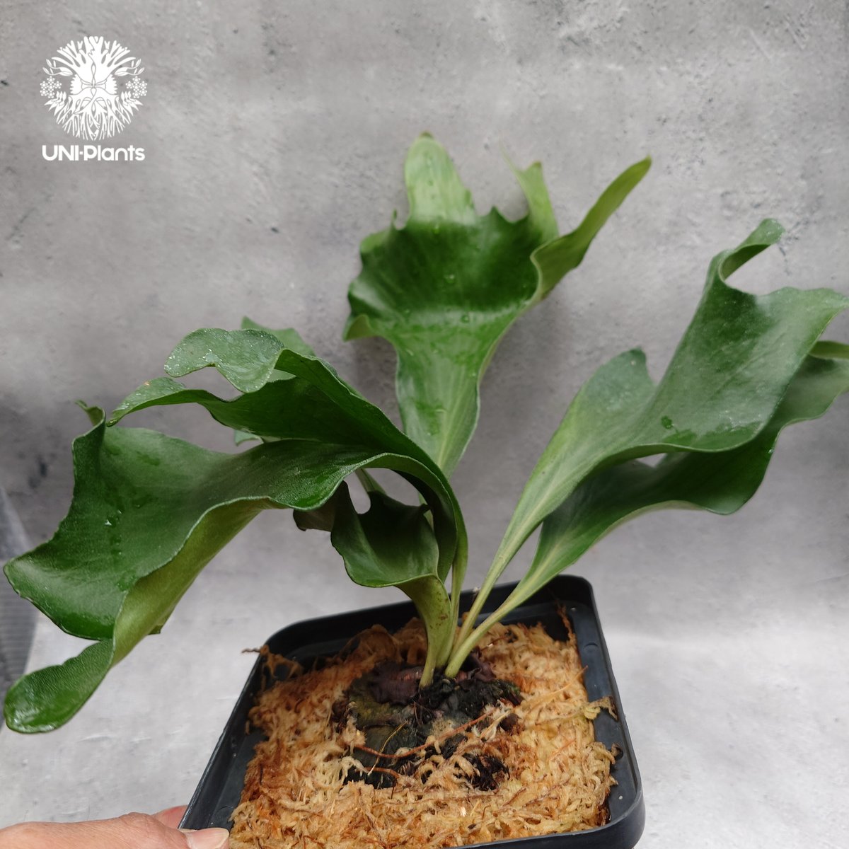 Platycerium hillii 'Dragon Fury' ビカクシダ ヒリー 'ドラゴ