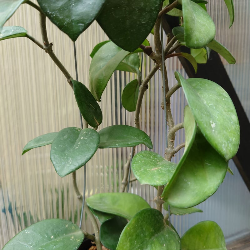 セール　レア　珍種　ホヤ　Hoya chloroleucha サクララン ホヤ カルノーサ クリンクル8 サクララン ホヤ植物 植物 珍奇