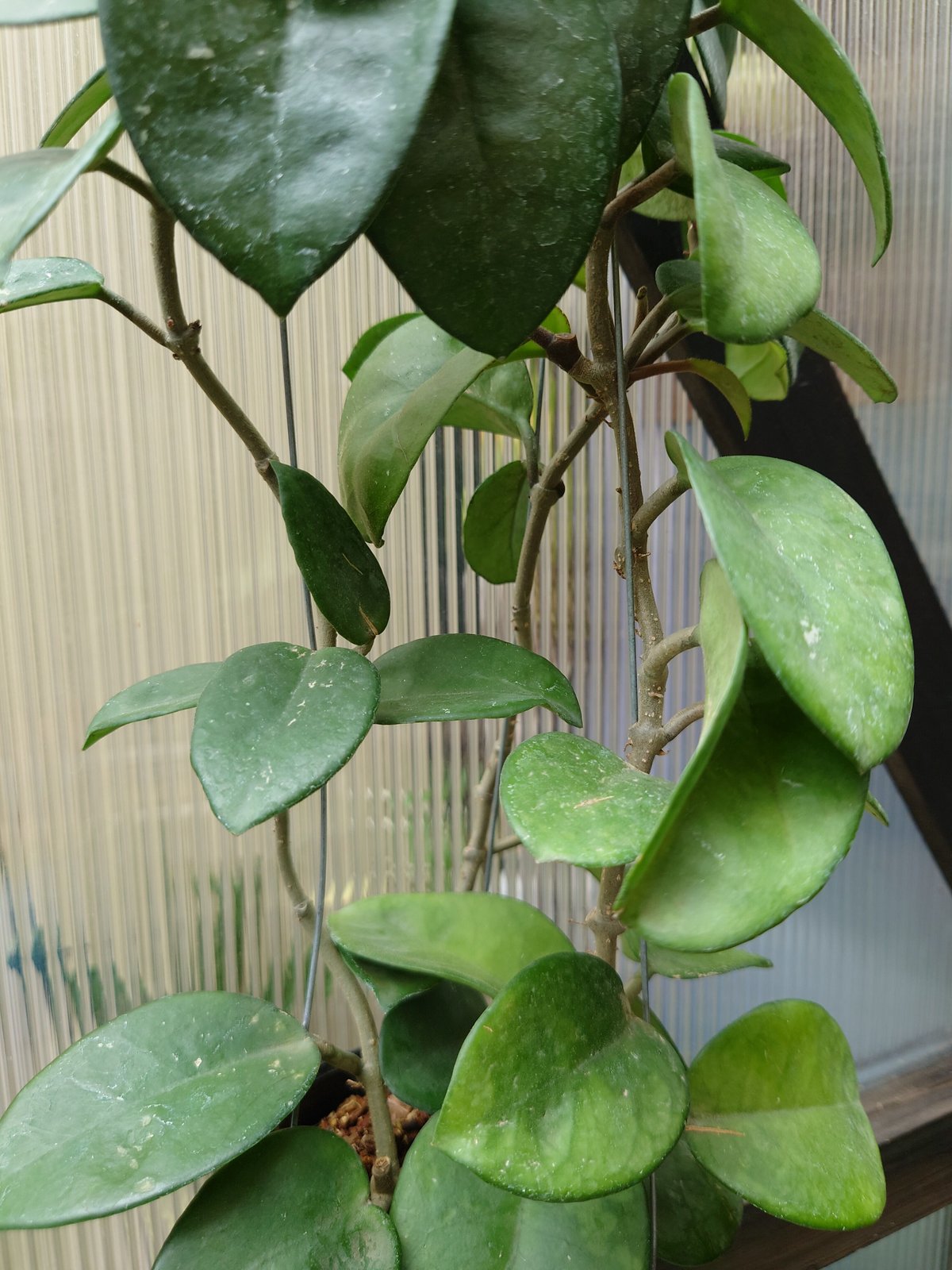 ホヤ カルノーサ クリンクル8 サクララン ホヤ植物 植物 珍奇
