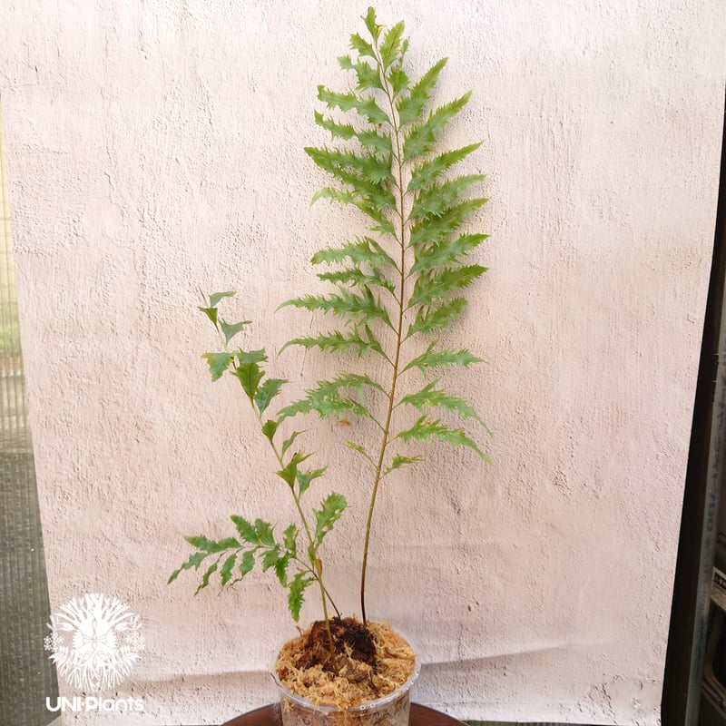 ドリナリア・リギデュラ Drynaria rigidula `whitei ドリナリア·リギデュラ'ホワイティ