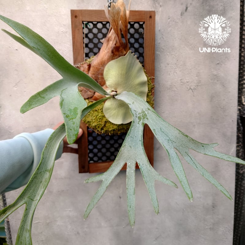 初入荷! ビカクシダ ピューチャン コンパクト Platycerium