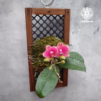 胡蝶蘭 洋ラン 洋蘭 着生ラン Orchid