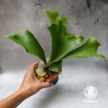 ビカクシダヒリープミラキューガーデン | STORES