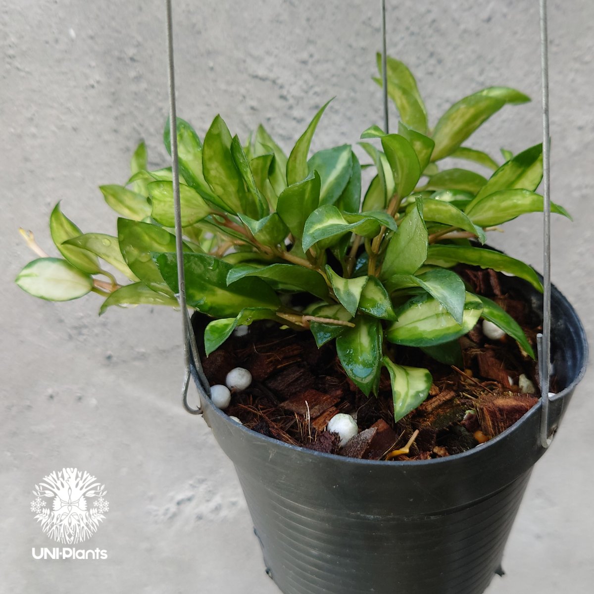 Hoya Lacunosa Bruno ホヤ ラクノーサ ブルーノ 斑入り ホヤ植物 ホヤ