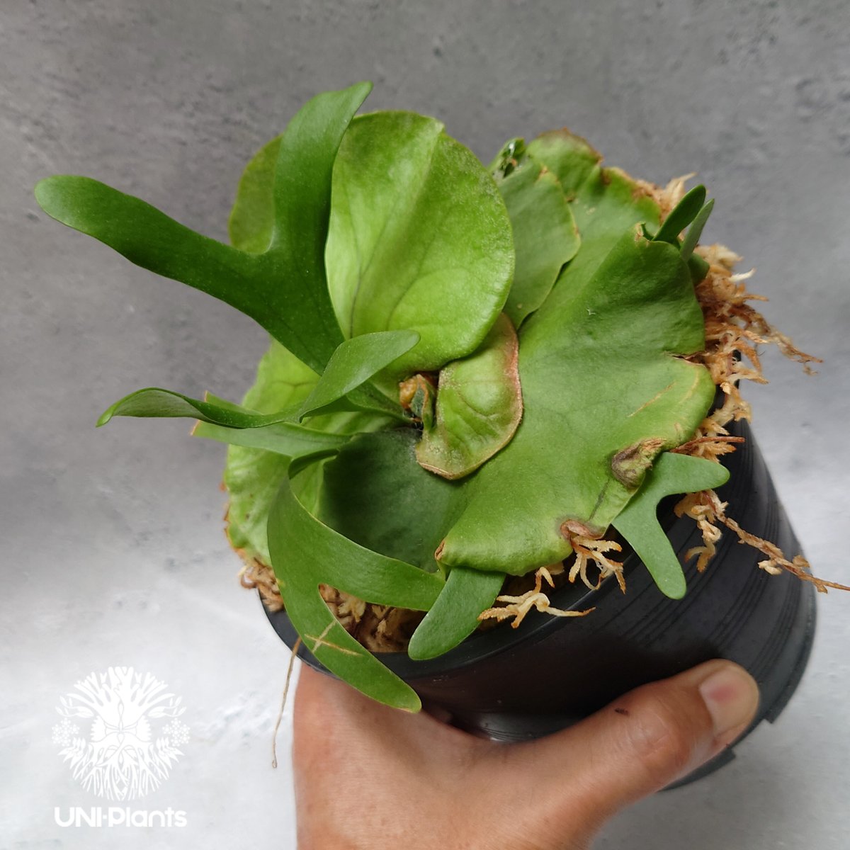 ビカクシダ キッチャクード シンリーフ Platycerium Kitshakood