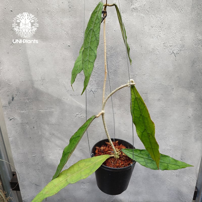 ① 吊り下げ　Hoya clemensiorum クレメンシオラム　多肉植物 ホヤ・クレメンシオラムさん、ようこそ！｜園芸日記byPlantskafka