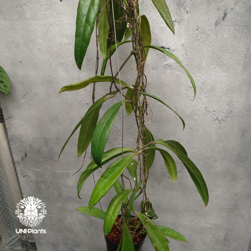 1140＊Hoya ＊ホヤ＊sulawesiana ＊外斑入＊スラウェシアナ Hoya Sulawesiana ホヤ スラウェシアナ ホヤ植物 Hoya plants 珍し