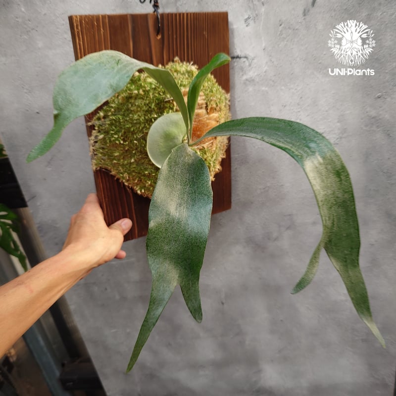 国内繁殖株・一点物】Platycerium sp.｜希少株｜(P.bifurcatum cv