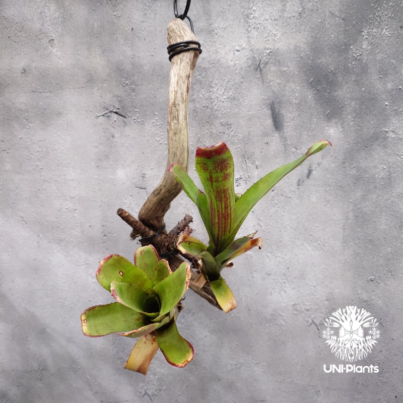 Aechmea hybrid (Green) エクメア ハイブリッド 流木付け