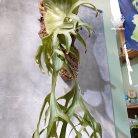 New arrival 》P.coronarium Philippines Dwarf