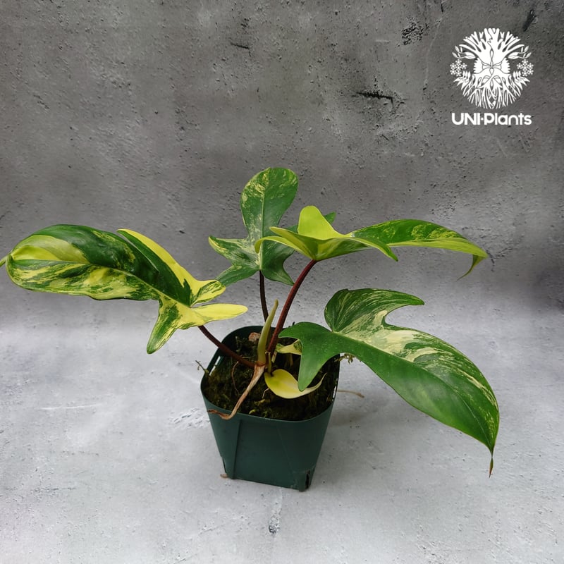 Philodendron Florida beauty variegated フィロデンドロ
