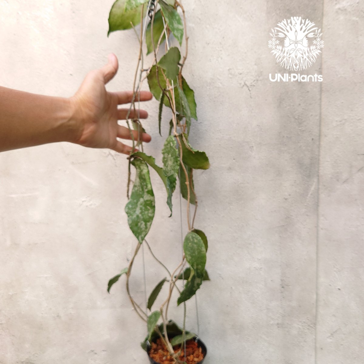 Hoya Caudata gold ホヤ カウダータ ゴールド ホヤ植物 植物 珍奇