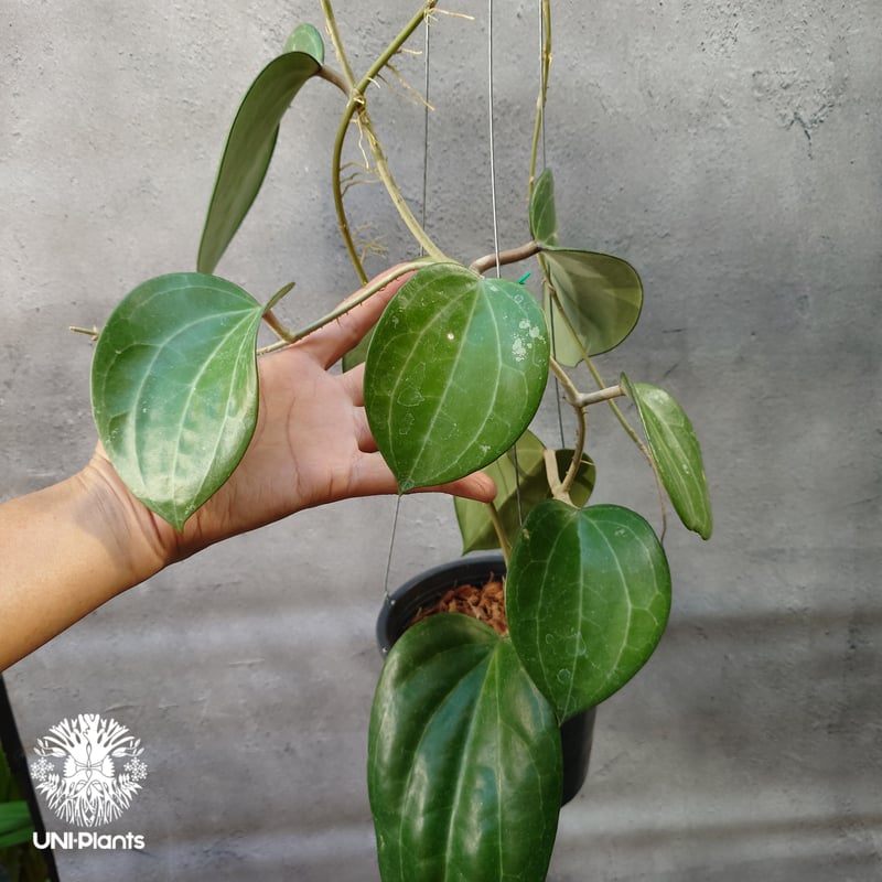 Hoya Latiforia wild ホヤ ラティフォリア ワイルド株 大ぶり!! ホヤ 植