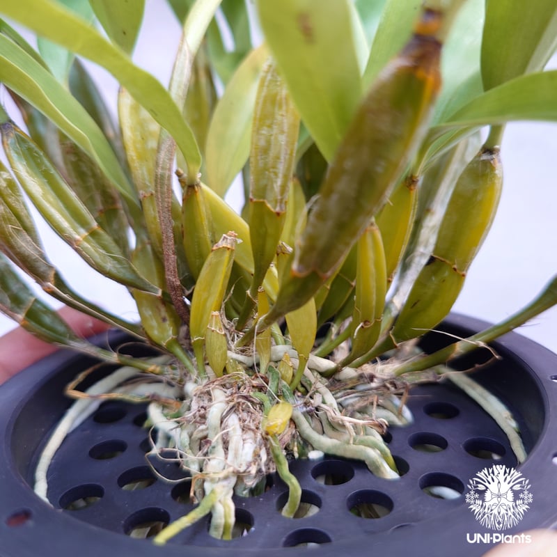 Dendrobium farmeri 'Pink' デンドロビューム ファーメリー (ピンク）