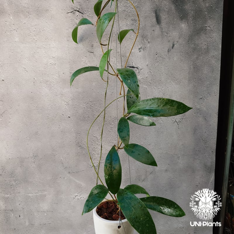 その他観葉植物 Hoya patera pink ホヤ パテラ ピンク 「Hoya patella pink 」4/26-406M4 | SHO