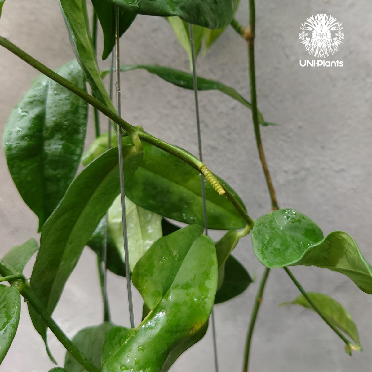 Hoya Danumensis UT174 ホヤ ダヌメンシス UT174 ホヤ植物 ホヤの花