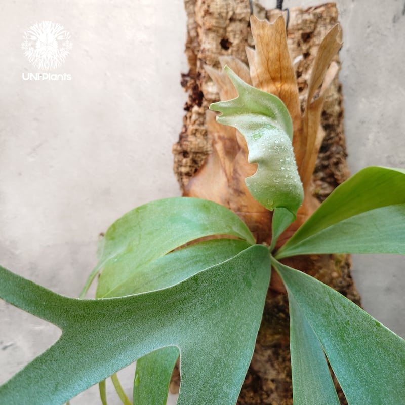 Platycerium Banna #A (pup) ビカクシダ バンナ #A (子株) ビカ Platycerium Banna #A (pup) ビカクシダ バンナ #A (子株) ビカ