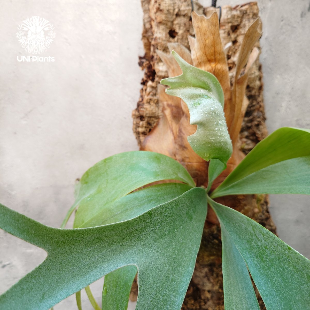 Platycerium Banna #A (pup) ビカクシダ バンナ #A (子株) ビカ Platycerium Banna #A (pup) ビカクシダ バンナ #A (子株) ビカ