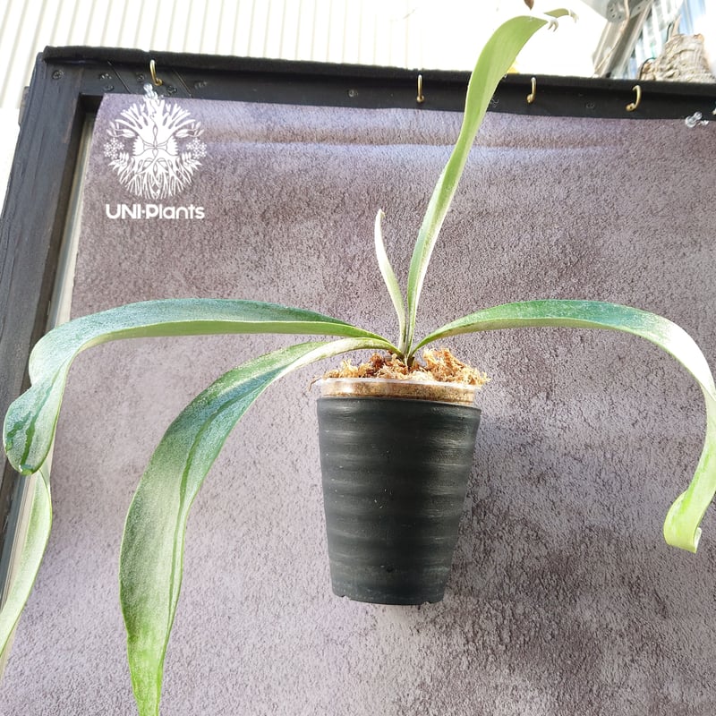 初入荷! ビカクシダ ピューチャン Platycerium pewchan コウモリ