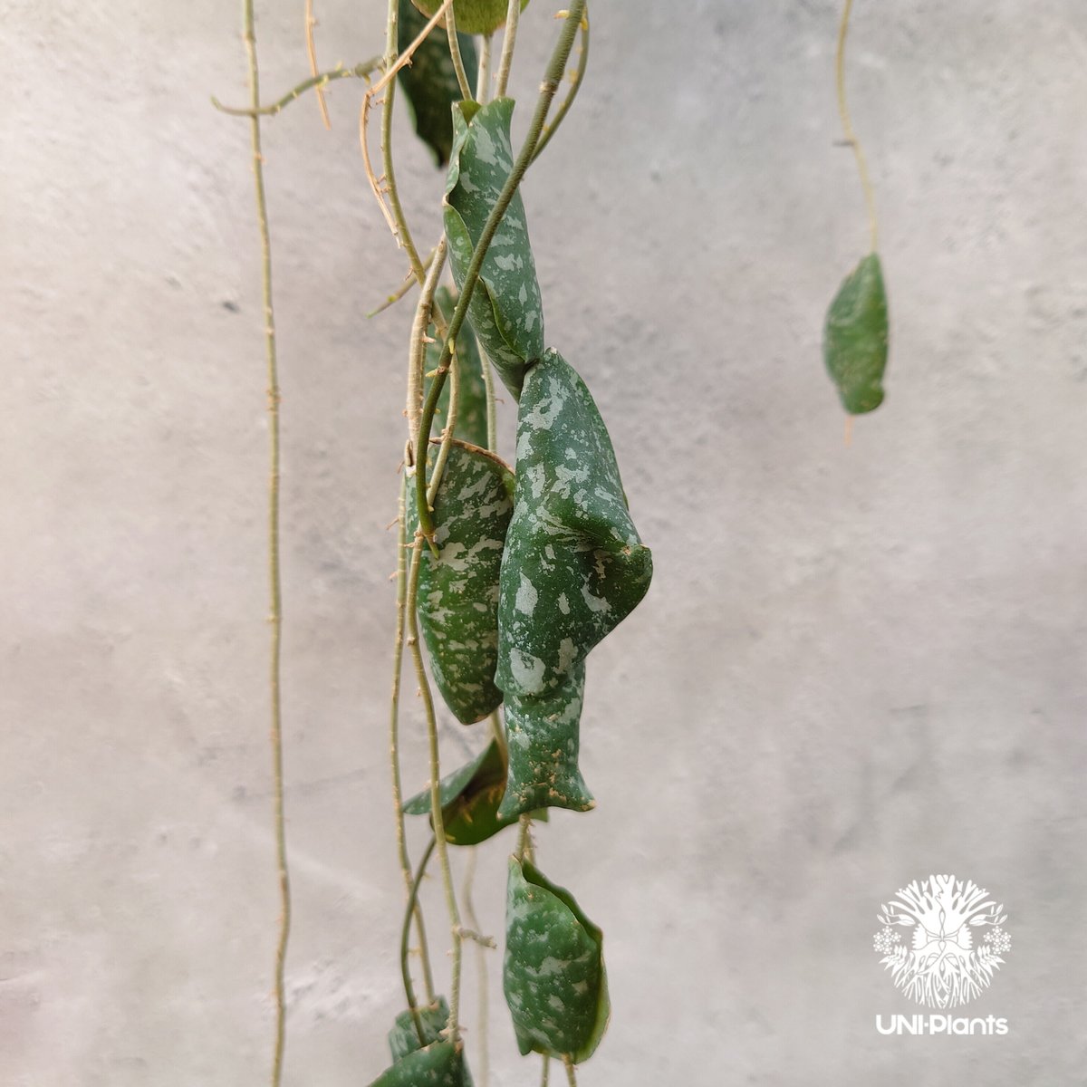 超ロング Hoya Imbricata ホヤ インブリカータ ホヤ植物 ホヤの花 観葉