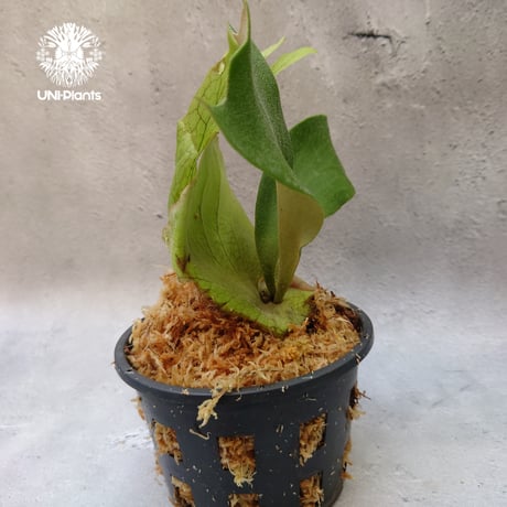 Platycerium willinckii white angel ビカクシダ ウィリンキー ホワイトエンジェル ビカクシダ コウモリラン