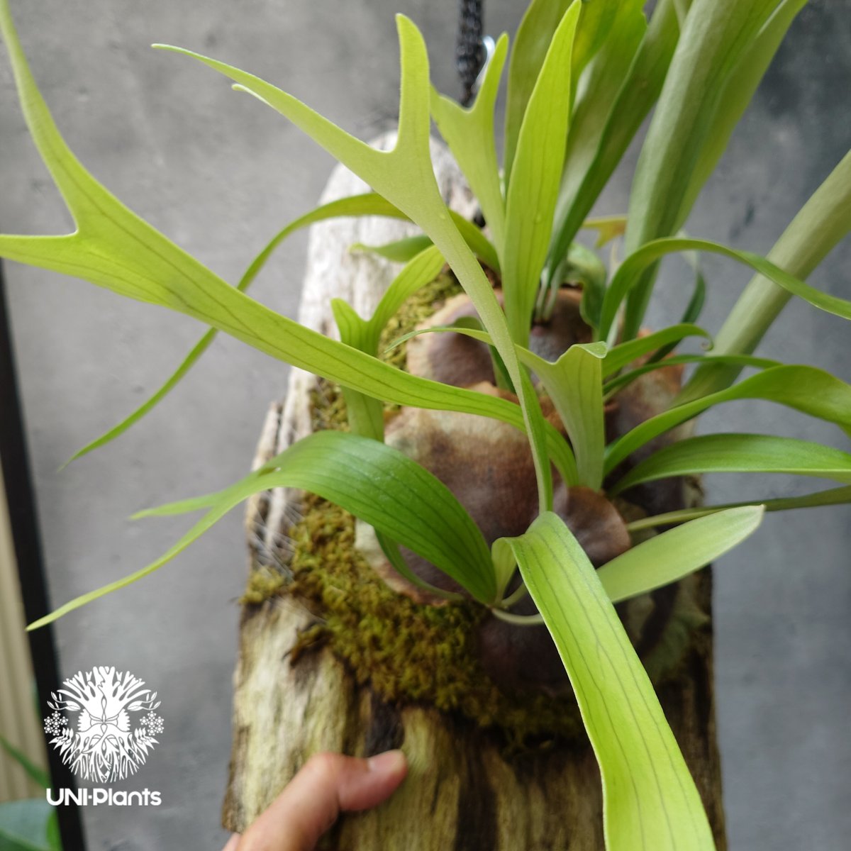 Platycerium sp.(pup) ビカクシダ 品種不明 コウモリラン ビカクシダ