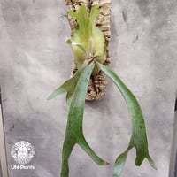 Platycerium Paul Vespa ビカクシダ ポールベスパ ビカクシダ コウモリラン Platycerium