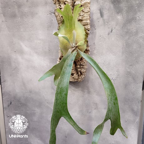 Platycerium Paul Vespa ビカクシダ ポールベスパ ビカクシダ コウモリラン Platycerium