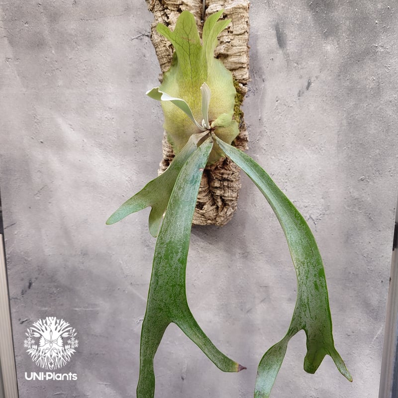 ビカクシダ　Platycerum　Paulwespa 　希少株 ビカクシダ Platycerum Paulwespa 希少株 P.Paul Vespa 【artPLANTs