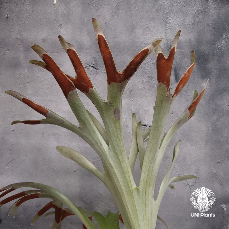 Platycerium alcicorne var.Madagascar ビカクシダ アルシコ