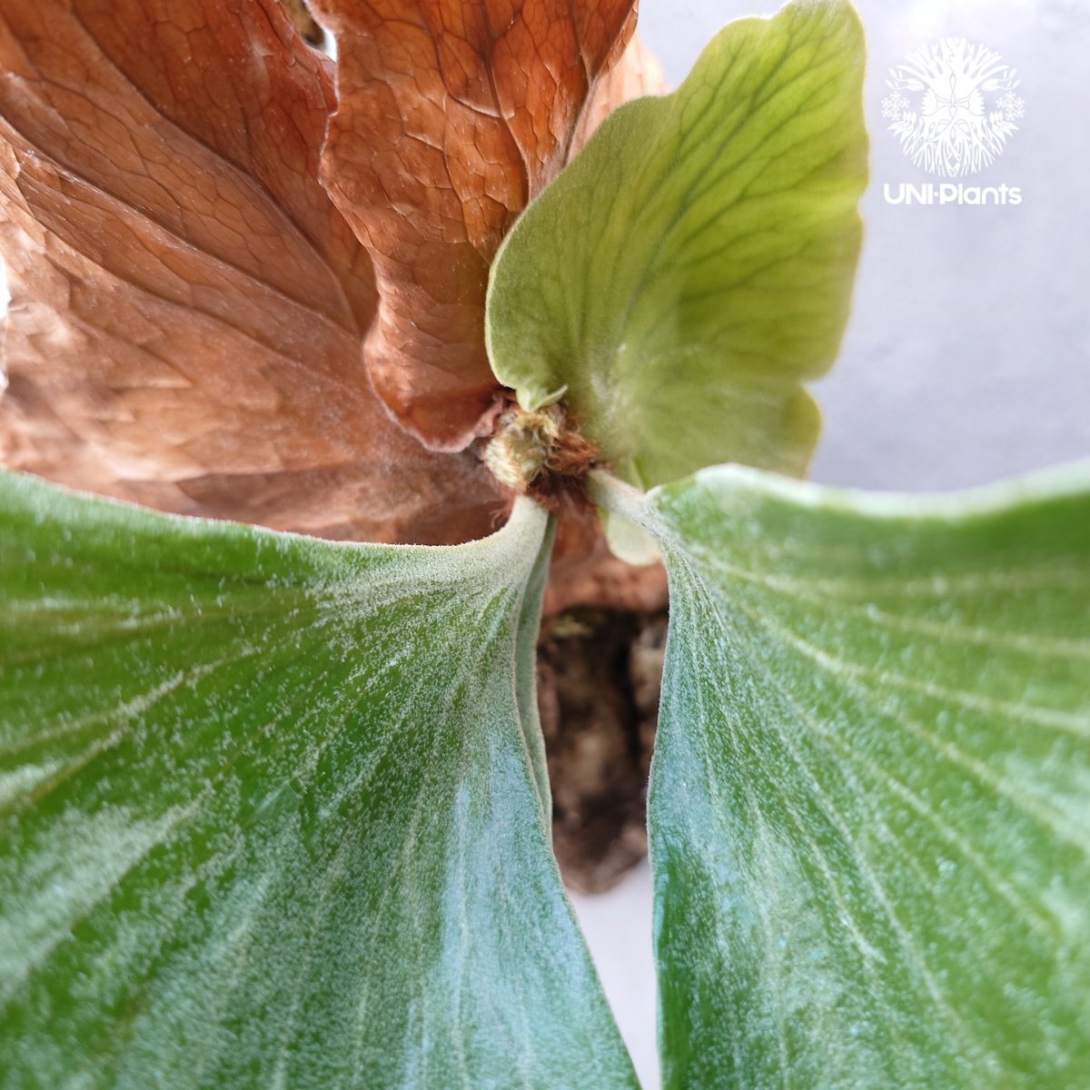 ビカクシダ ステマリア Platycerium stemaria コウモリラン ビカクシダ