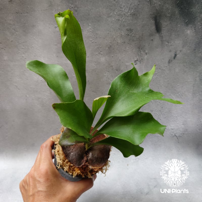 Platycerium hillii Pumila Kew Garden (sporeling