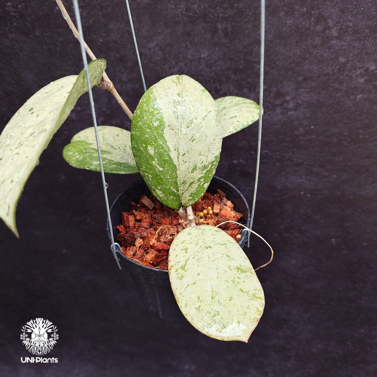 Hoya michelle silver ホヤ植物 ホヤの花 Hoya plants 希少 レ