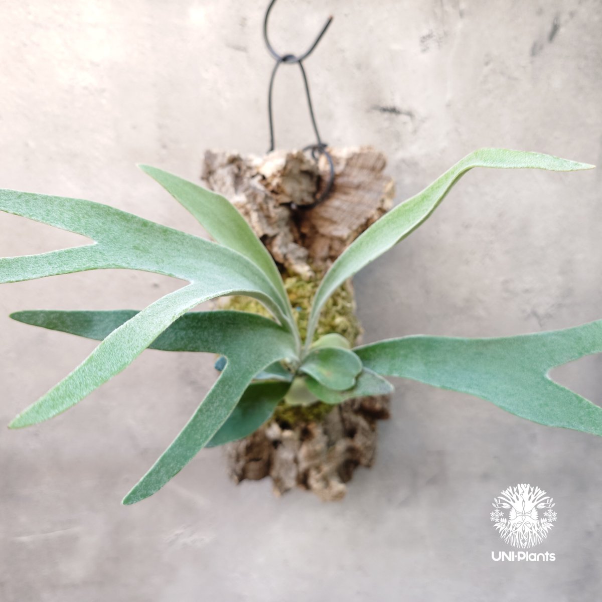 ビカクシダ ベイチー Patycerium veitchii ビカクシダ原種 シダ植物