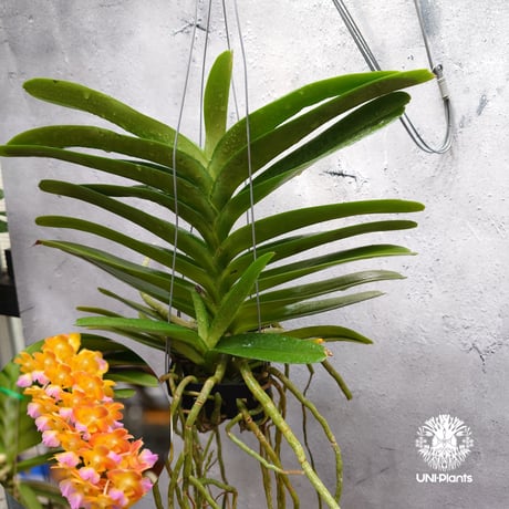 H*u様 山野草、ラン科植物、着生ラン [ベニカヤラン] 超特大焼き板着け1個