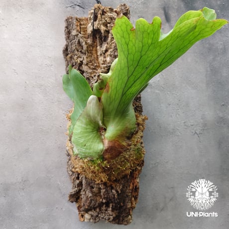 CATEGORY ビカクシダ（Platycerium） | UNI-Plants ビカクシダ、...