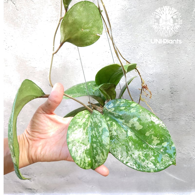 珍種　ホヤ セルペンス スプラッシュ Hoya Serpens splash ホヤ カウダータ スプラッシュ「Hoya caudata Splash」7/18-6AM2