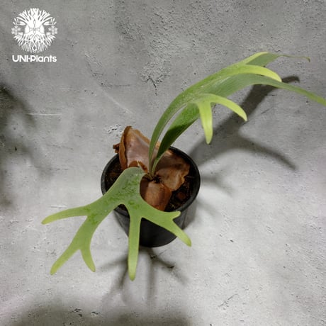 ビカクシダジップジップ | STORES