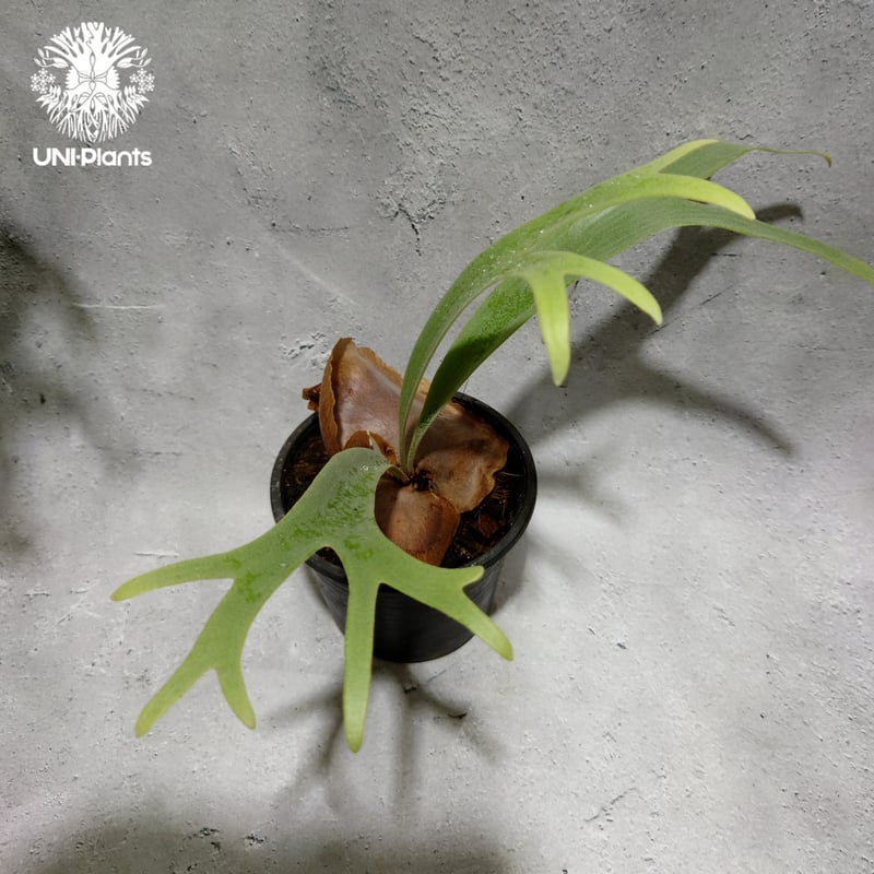 Platycerium Jib Jib (pup)(P. willinckii x P. b