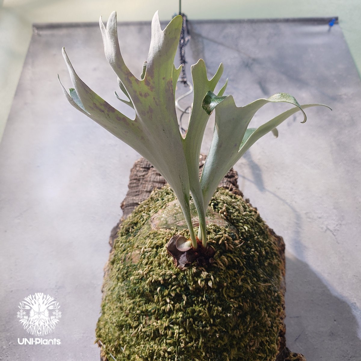 タイ直輸入・現地選抜】Platycerium alcicorne var.Madagasca