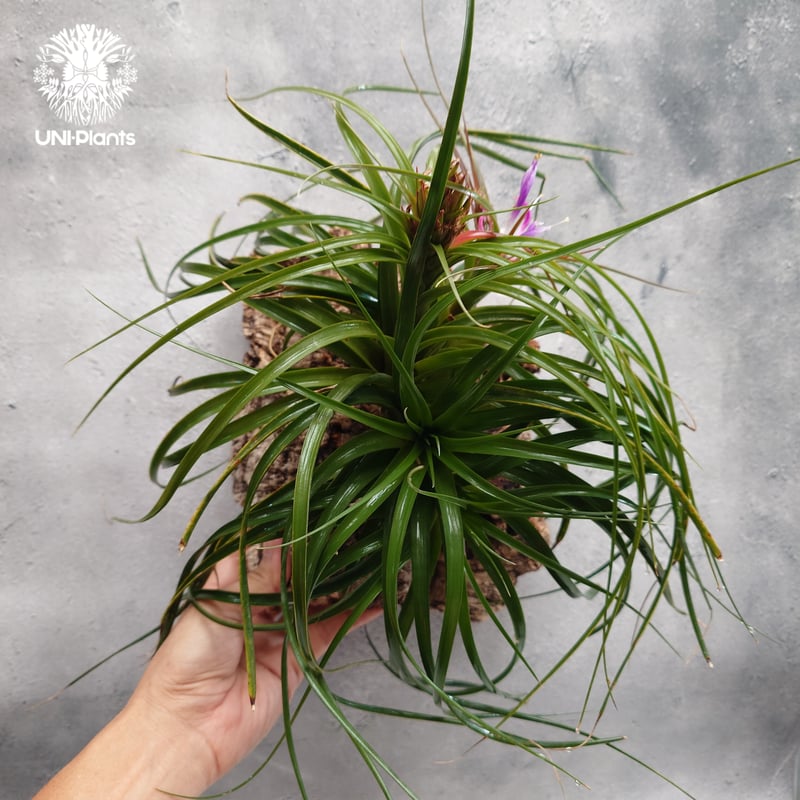 Tillandsia brachycaulos x concolor チランジア・ブラキカウロ