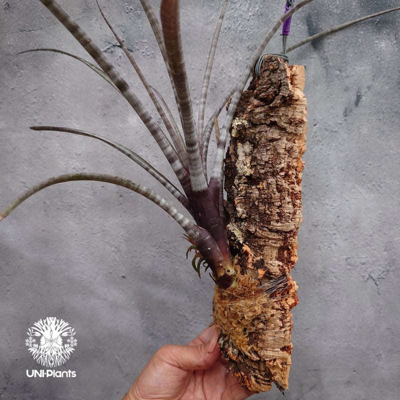 Tillandsia ヒルタ Tillandsia hildae チランジア ヒルダエ インテリア植物 エアー