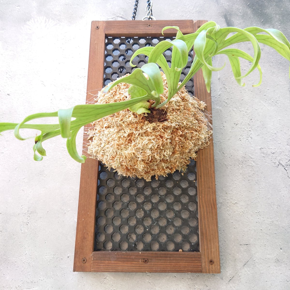 ビカクシダ コロナリウム Platycerium coronarium コウモリラン ビカク