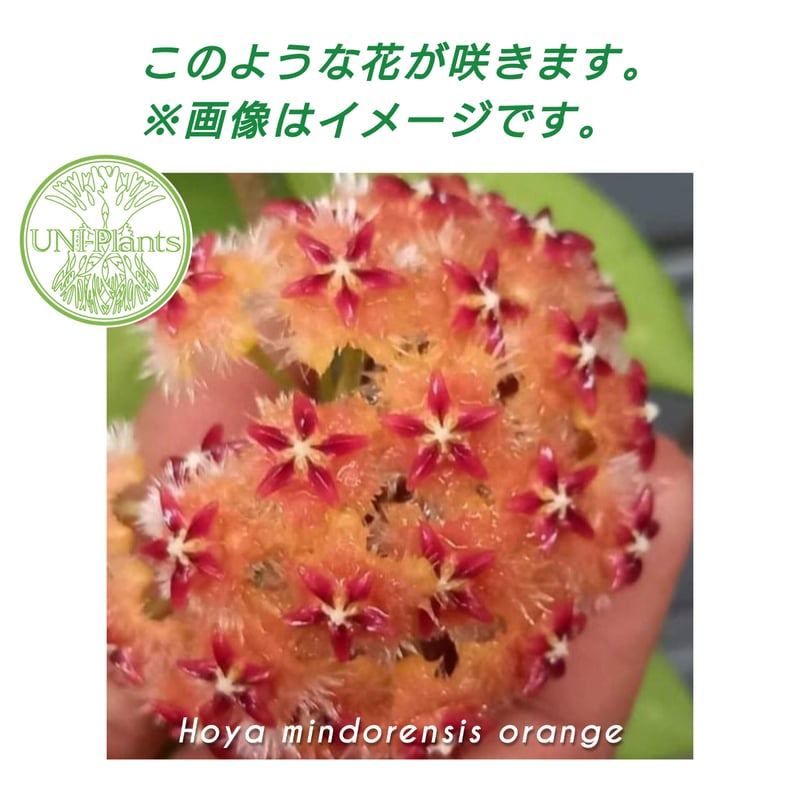 希少! Hoya mindorensis orange ホヤ ミンドレンシス オレンジ 限 希少! Hoya mindorensis orange ホヤ ミンドレンシス オレンジ 限