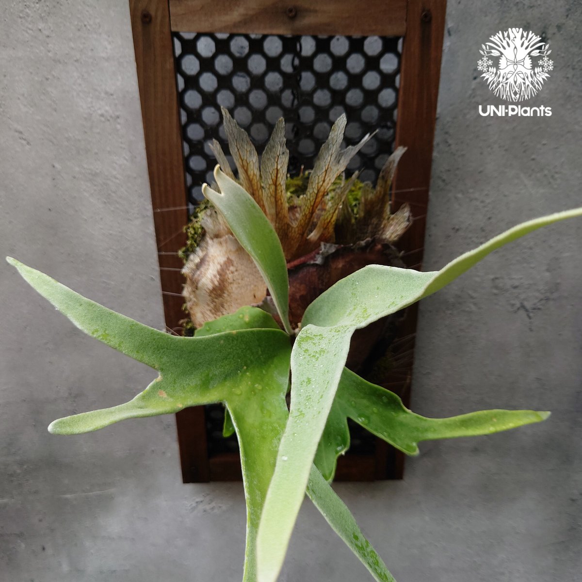 ビカク　シダ ビカクシダ 品種不明 Platycerium sp.コウモリラン ビカクシダ子株